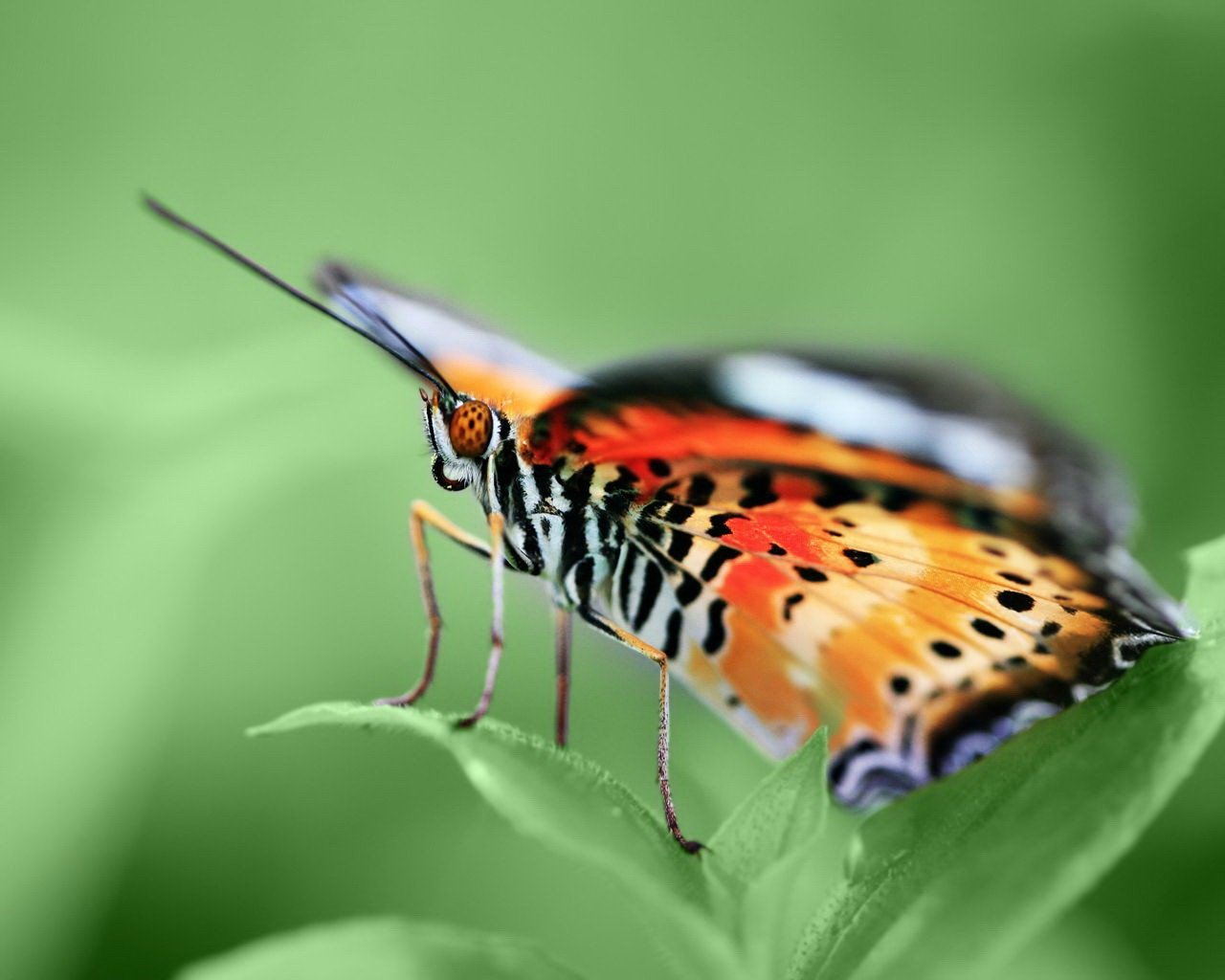 motyl zielony