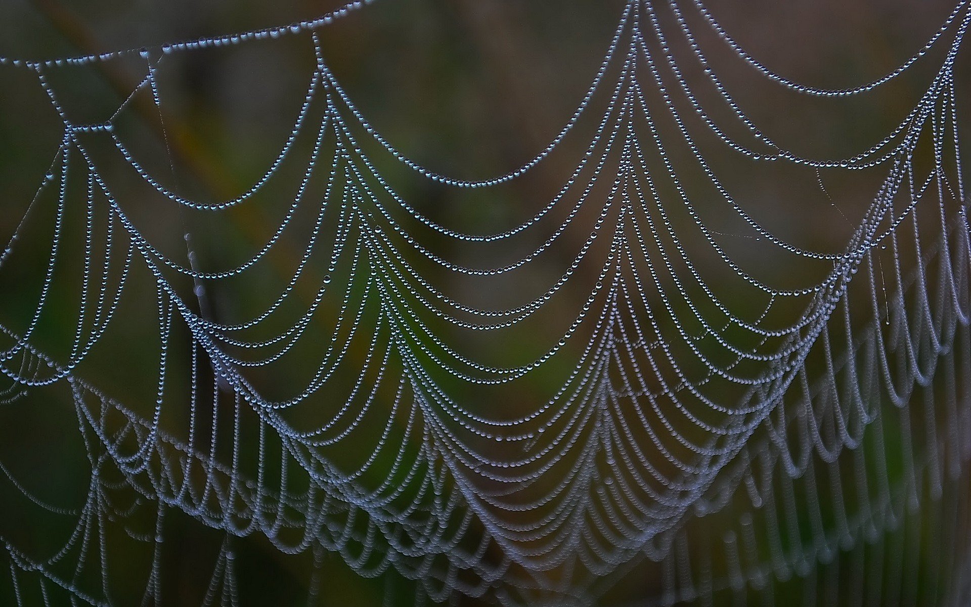 spinnennetz tropfen