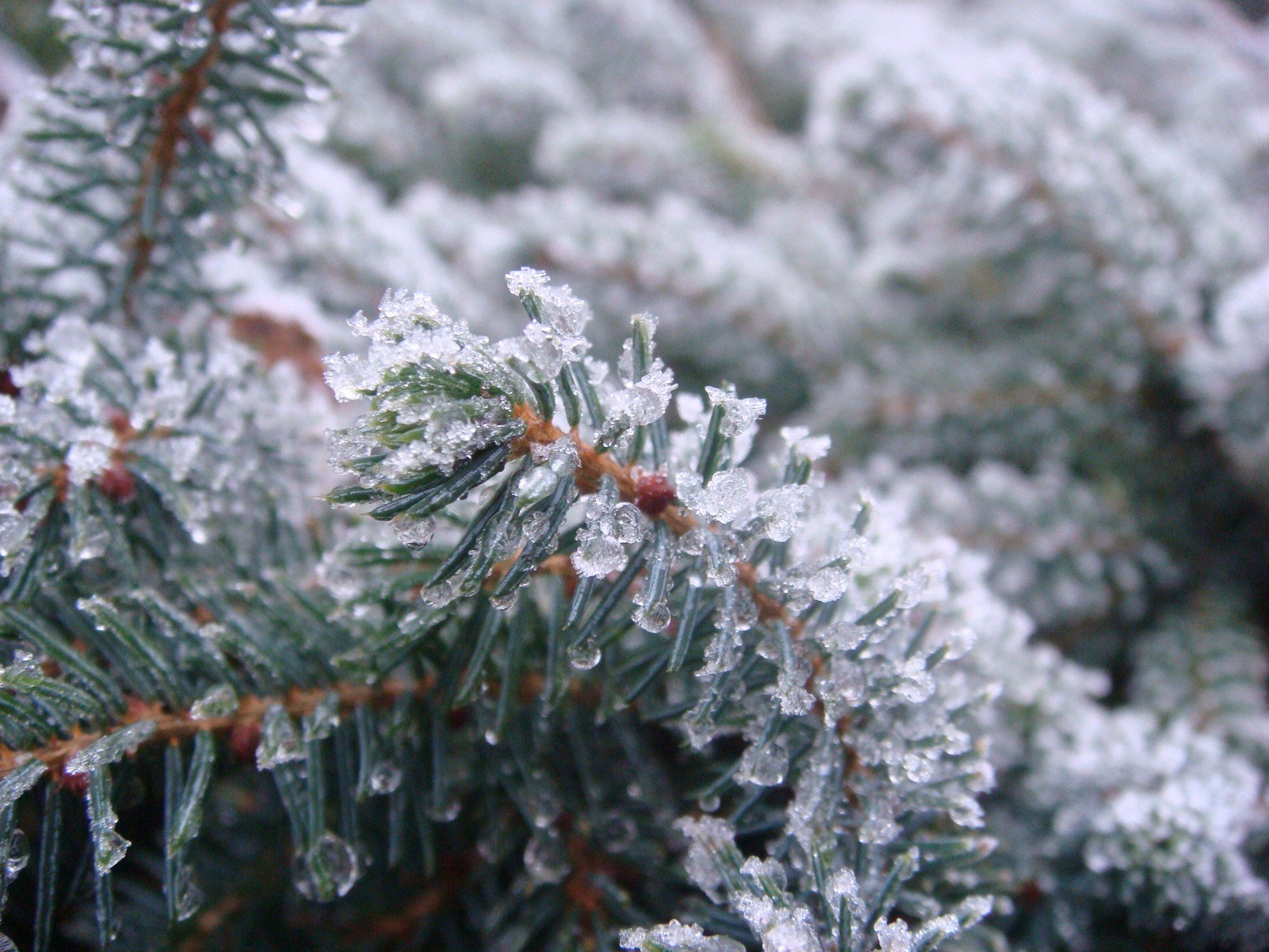 forêt épinette glace