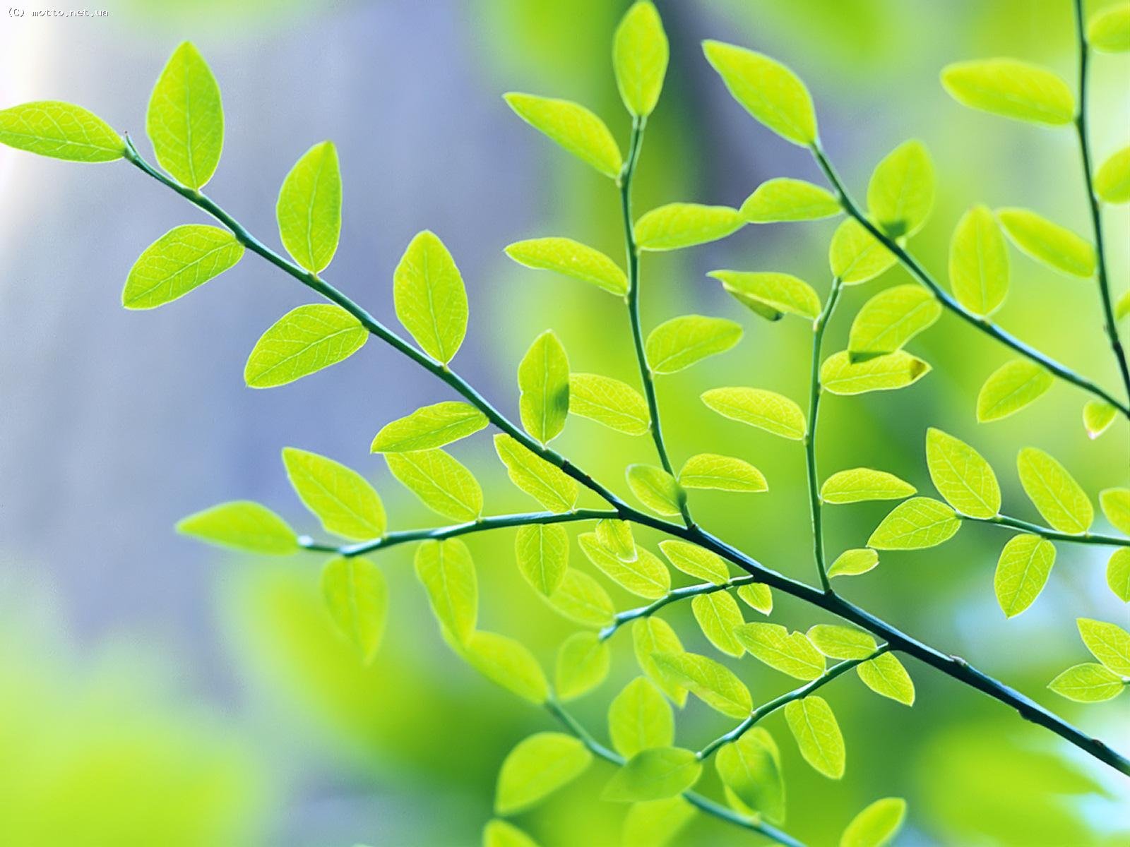 branche feuilles vert