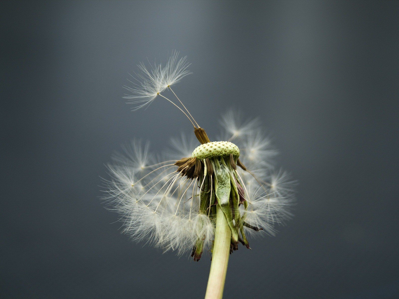 flor diente de león viento