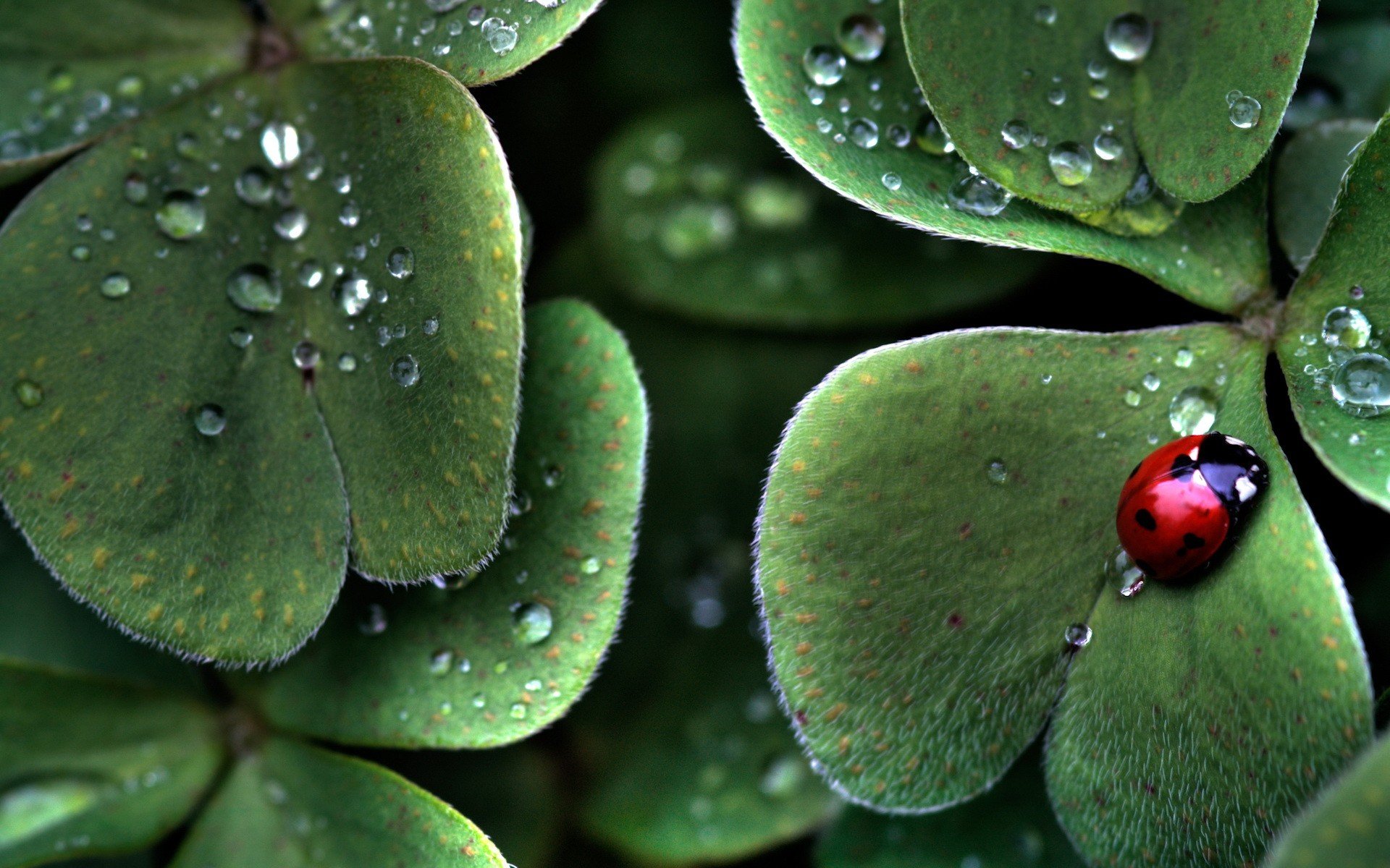 leaves beetle green