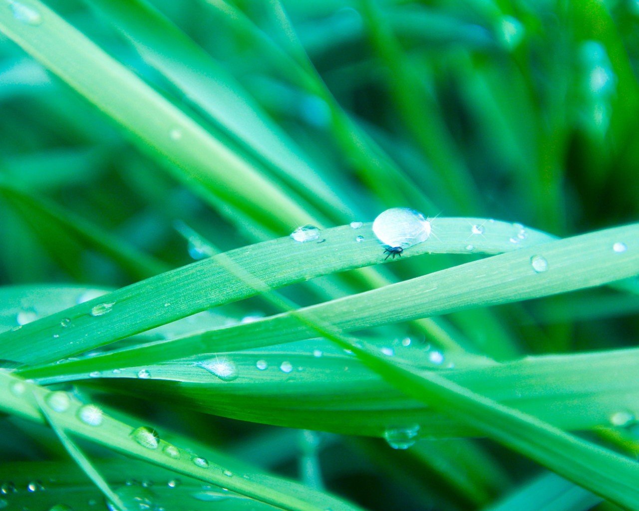 hierba gotas verdes agua