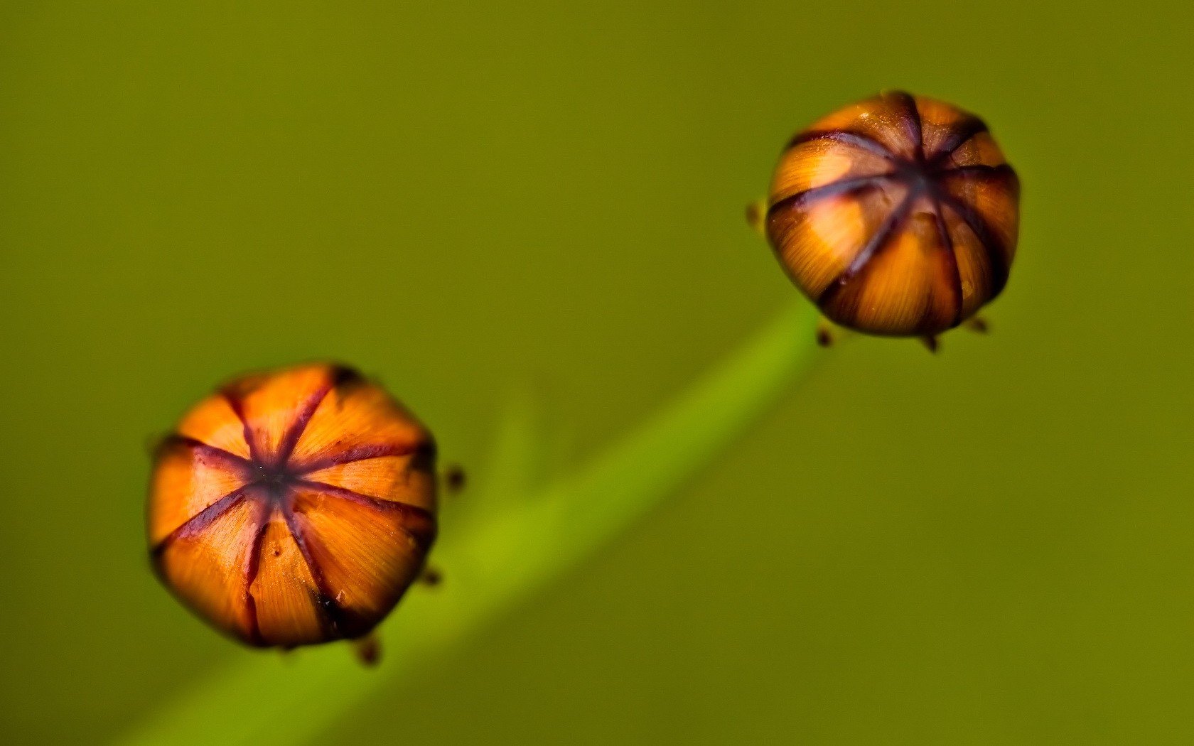 planta verde