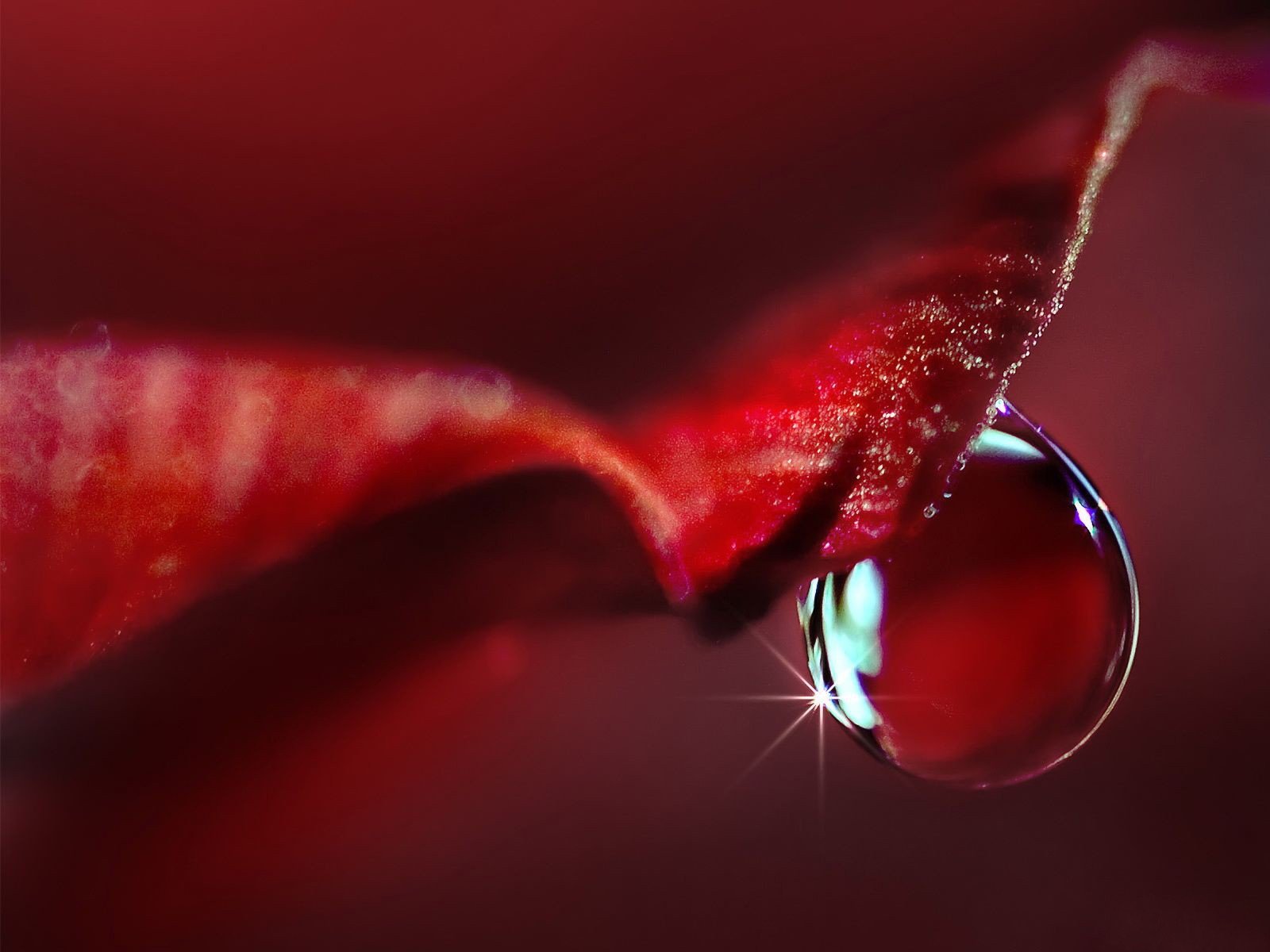 goutte macro pétale rouge