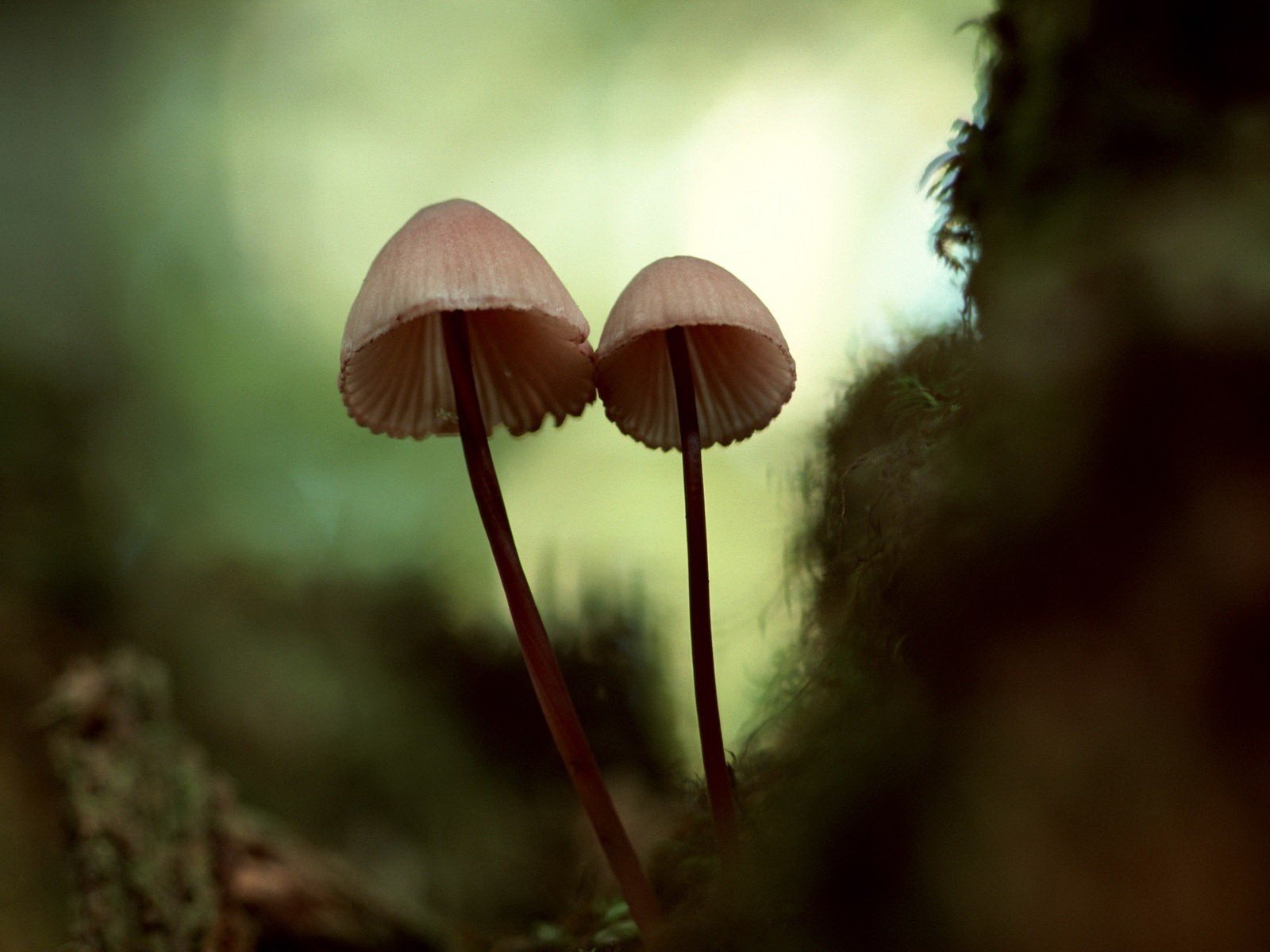 champignons mousse