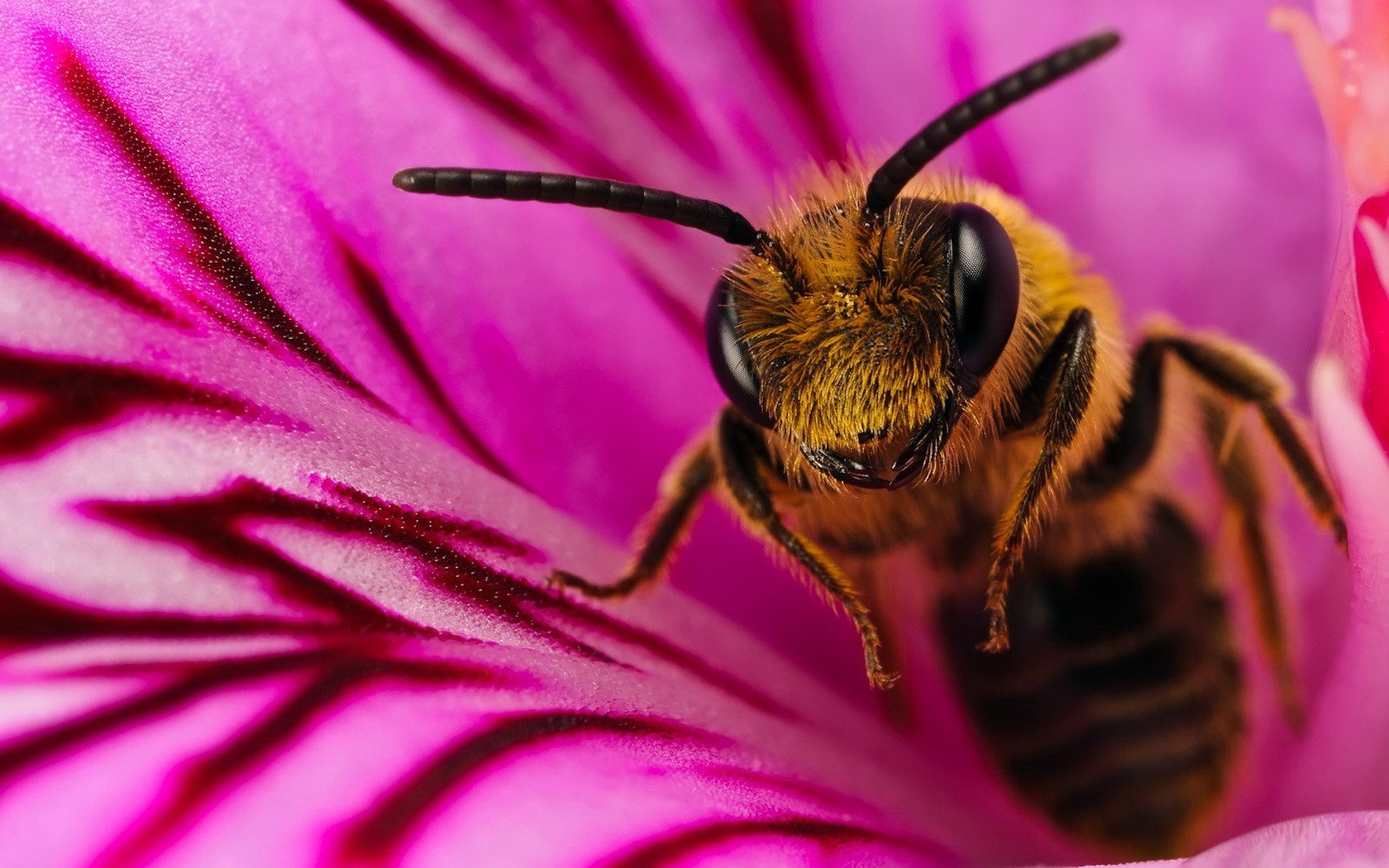 bee flower close up