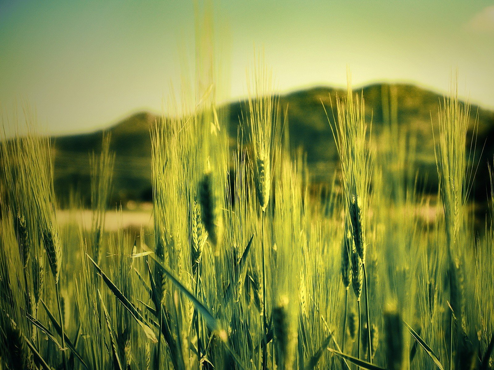 the field green nature