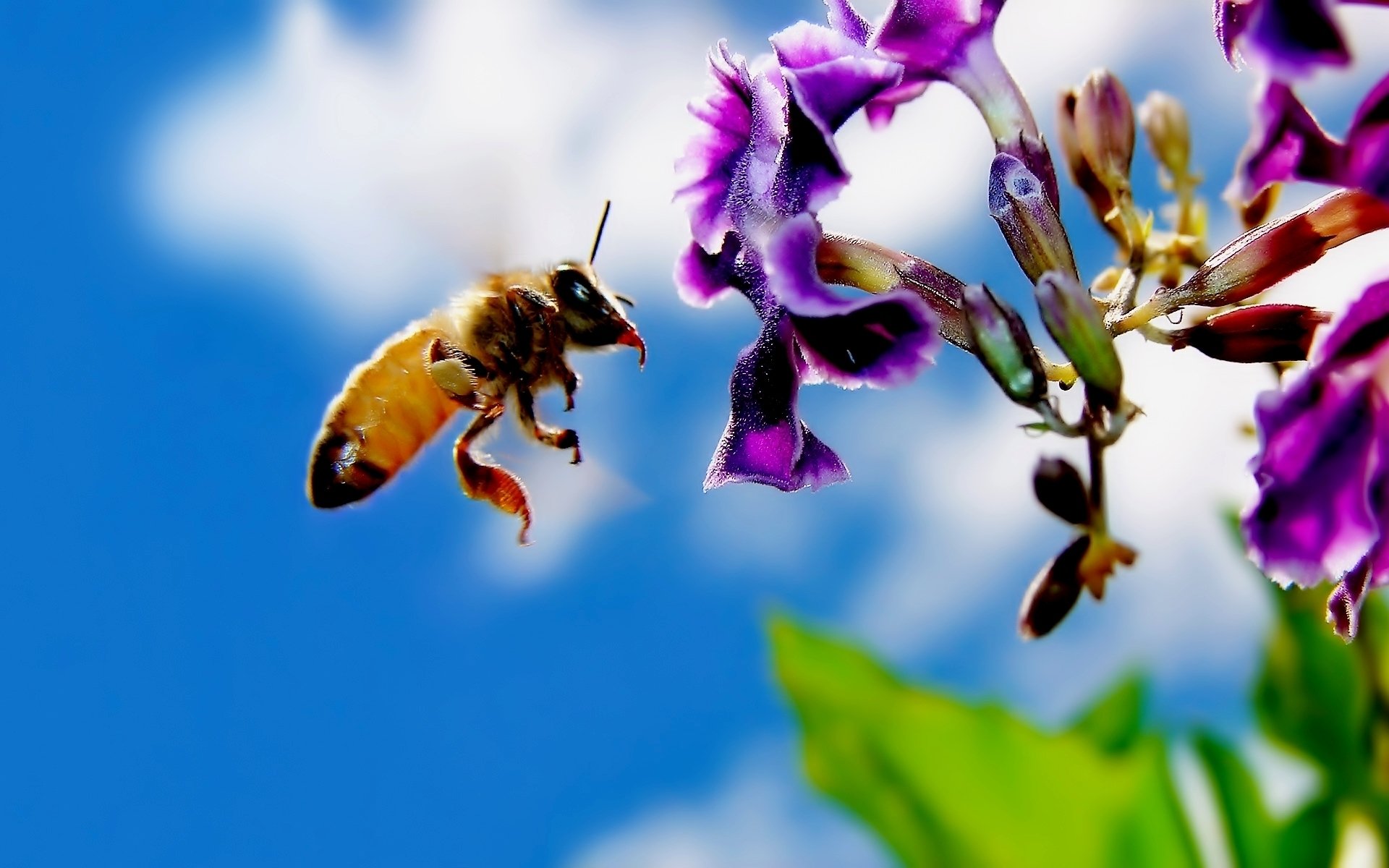 flor abeja