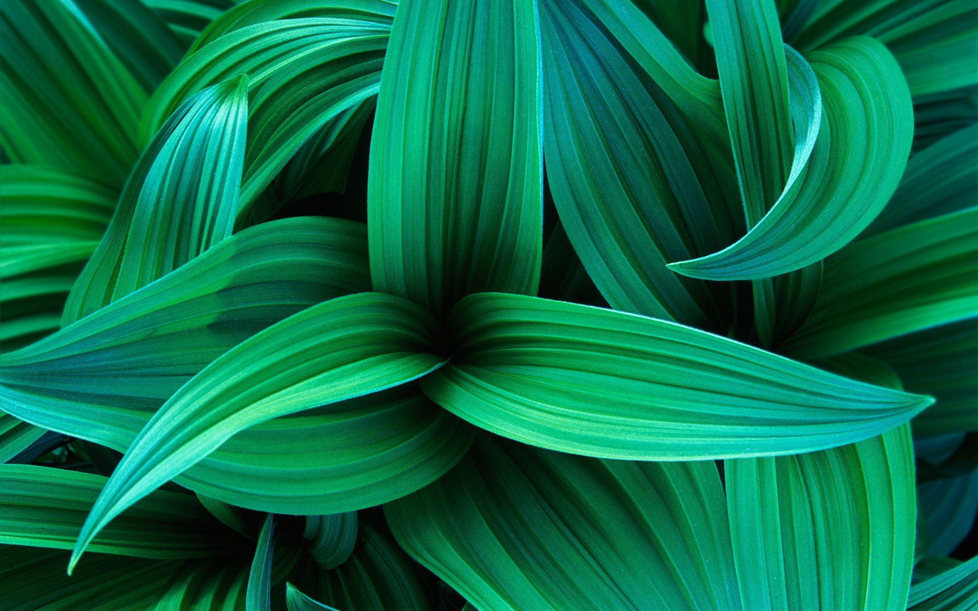 windows 7 sept vert feuilles