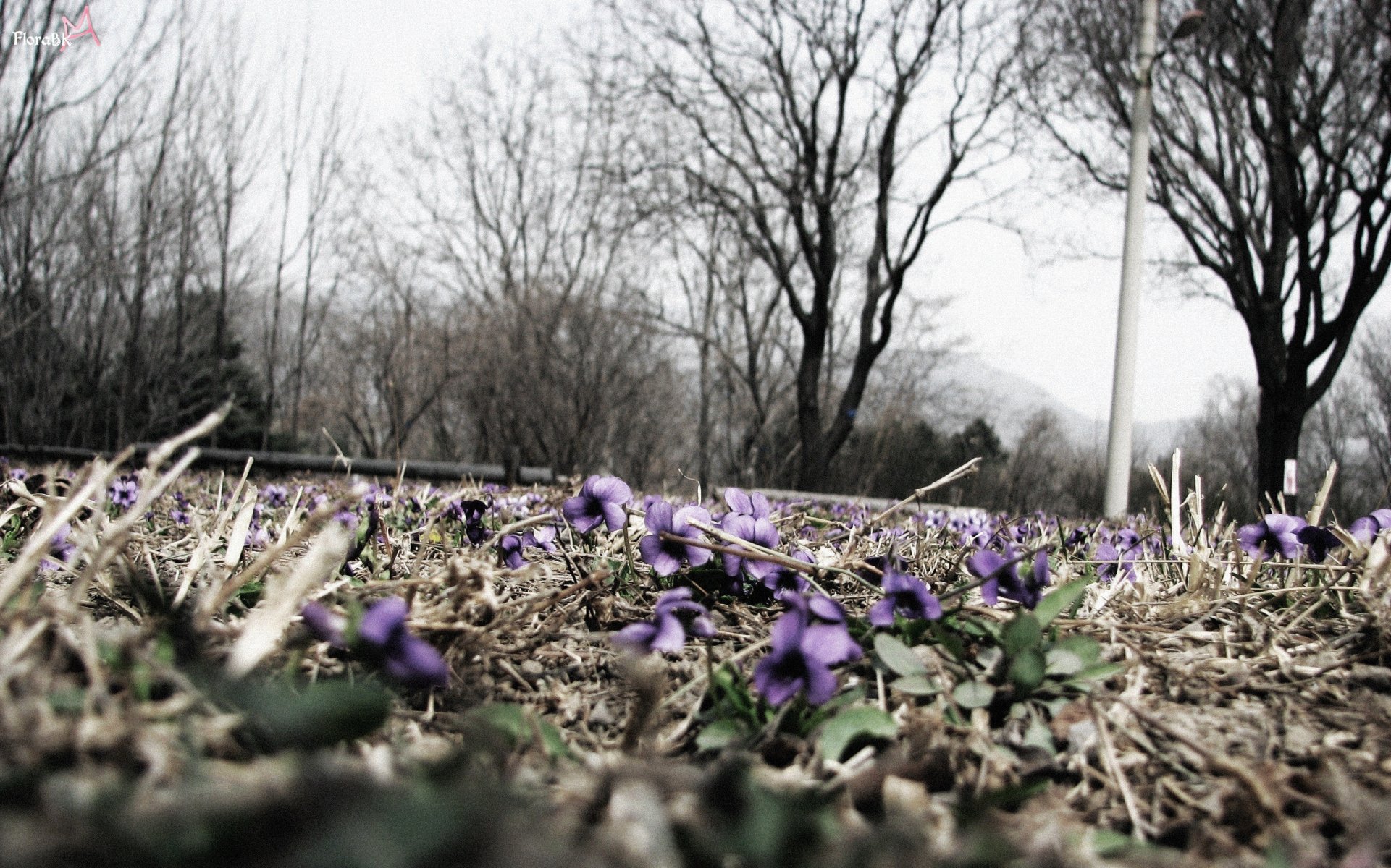 fleurs nature macro