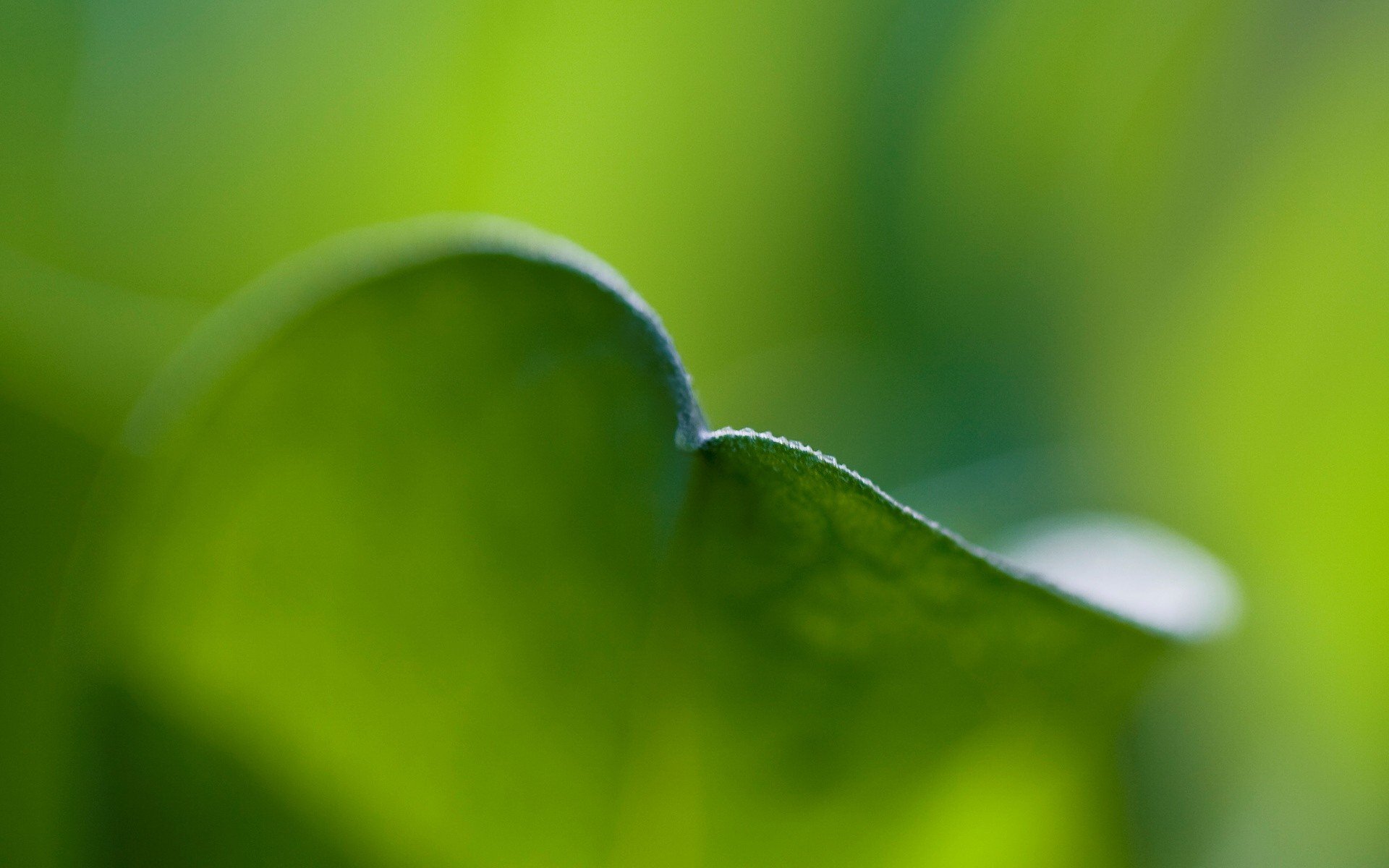 feuille vert bord