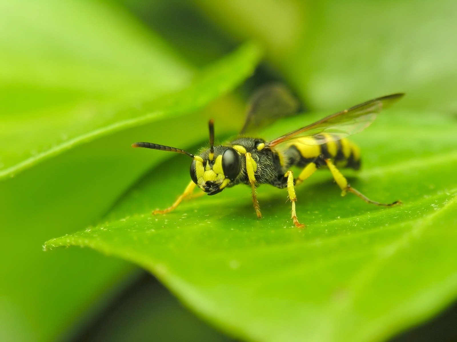 close-up piece wasp