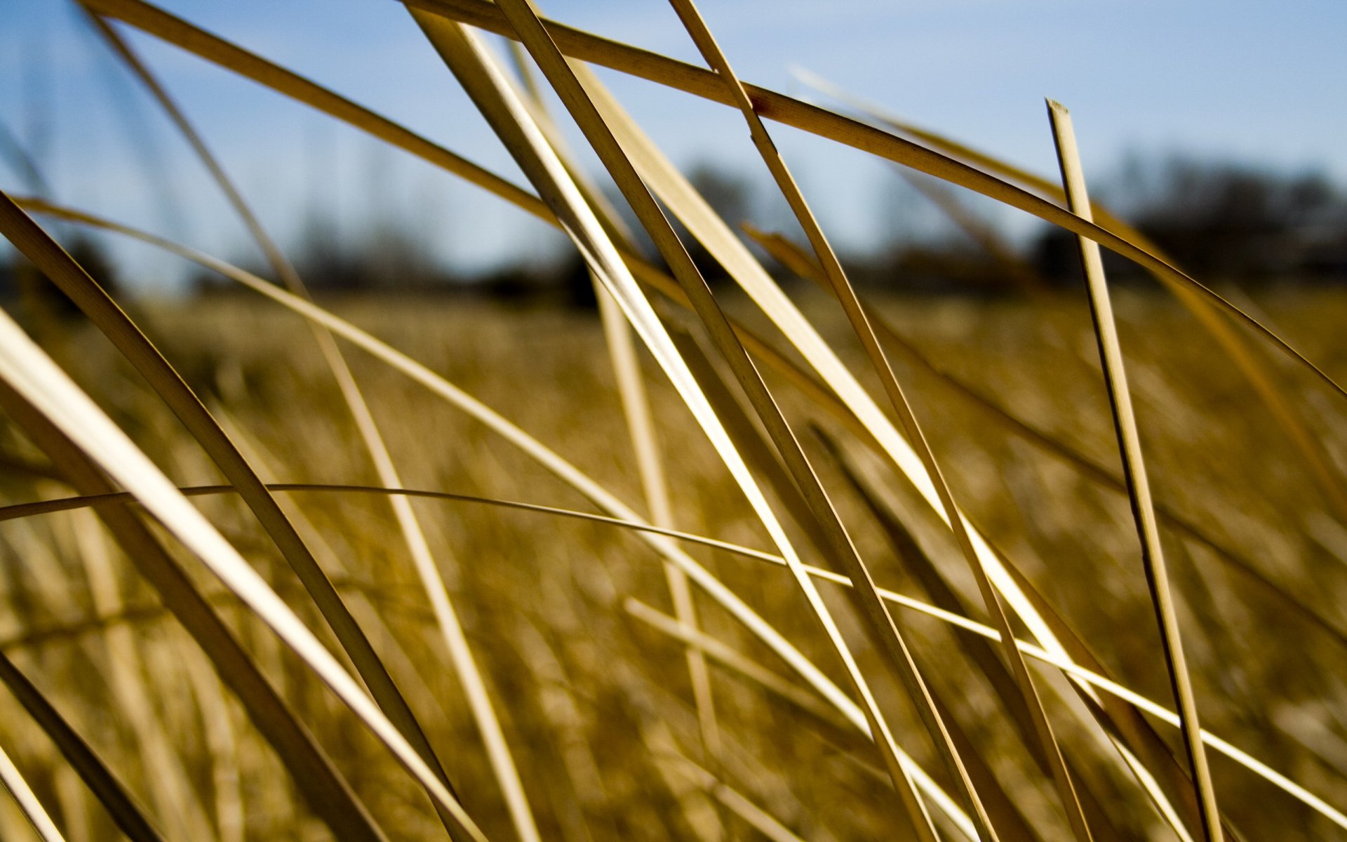 grass leave