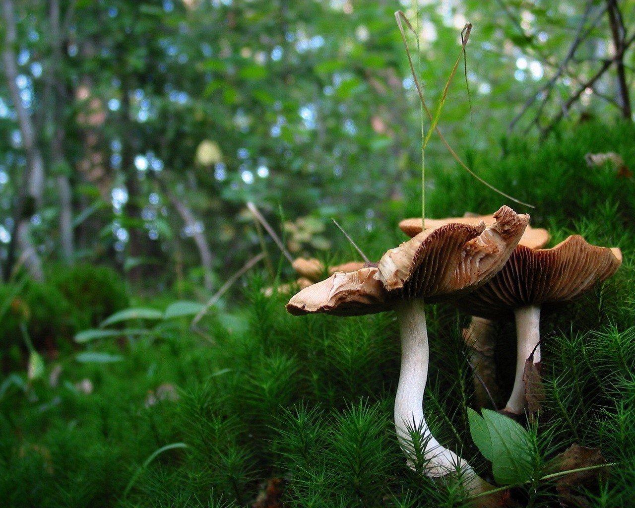 champignons herbe forêt