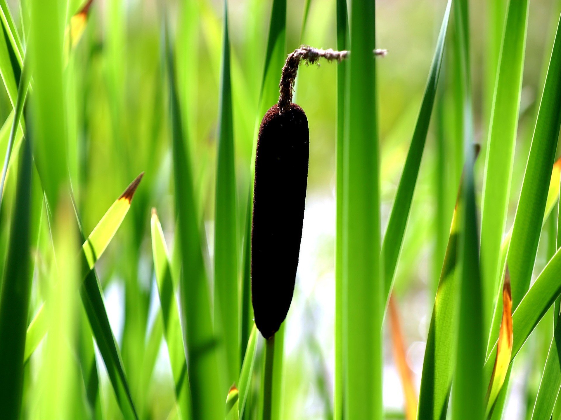 grass green cattail reed