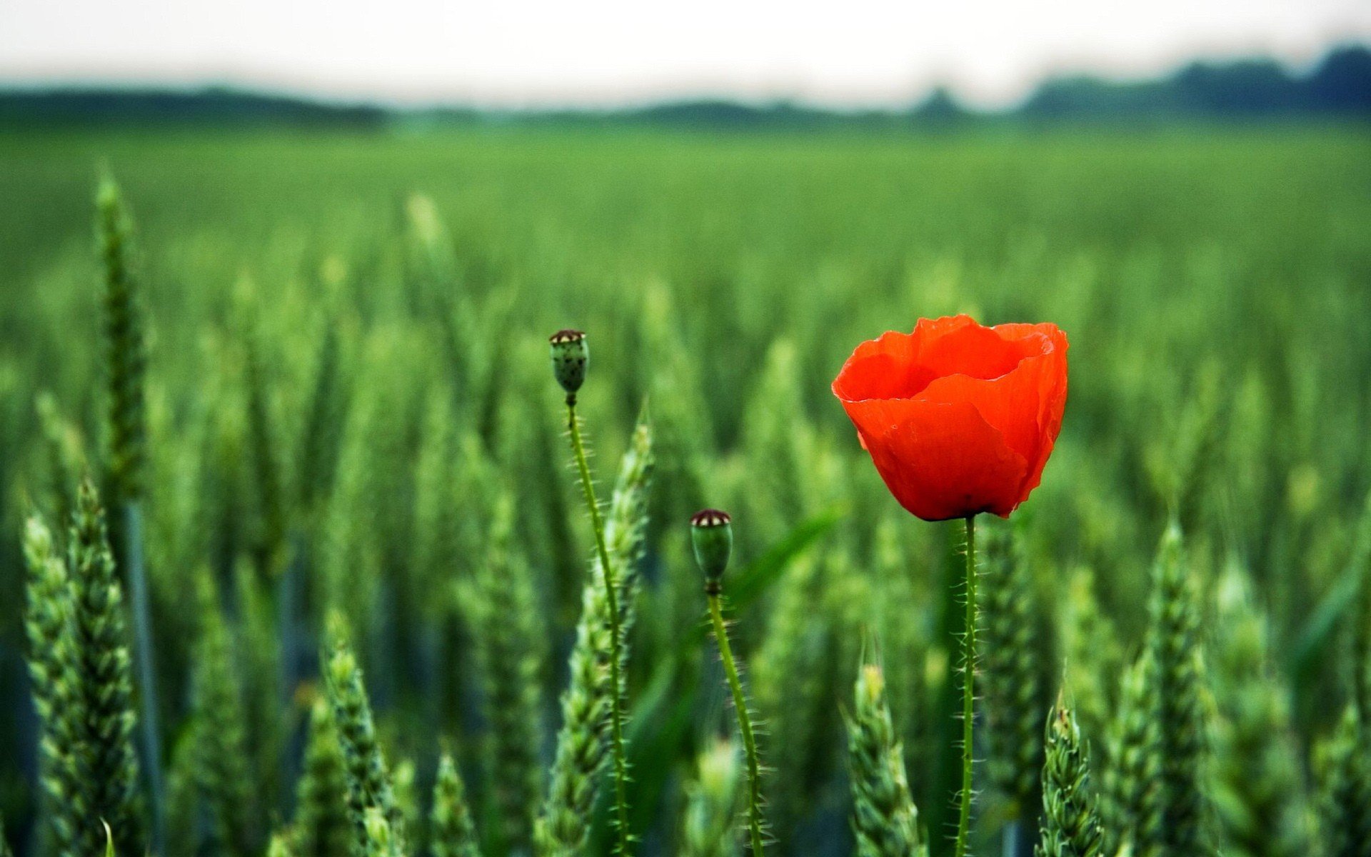 mohn grün feld