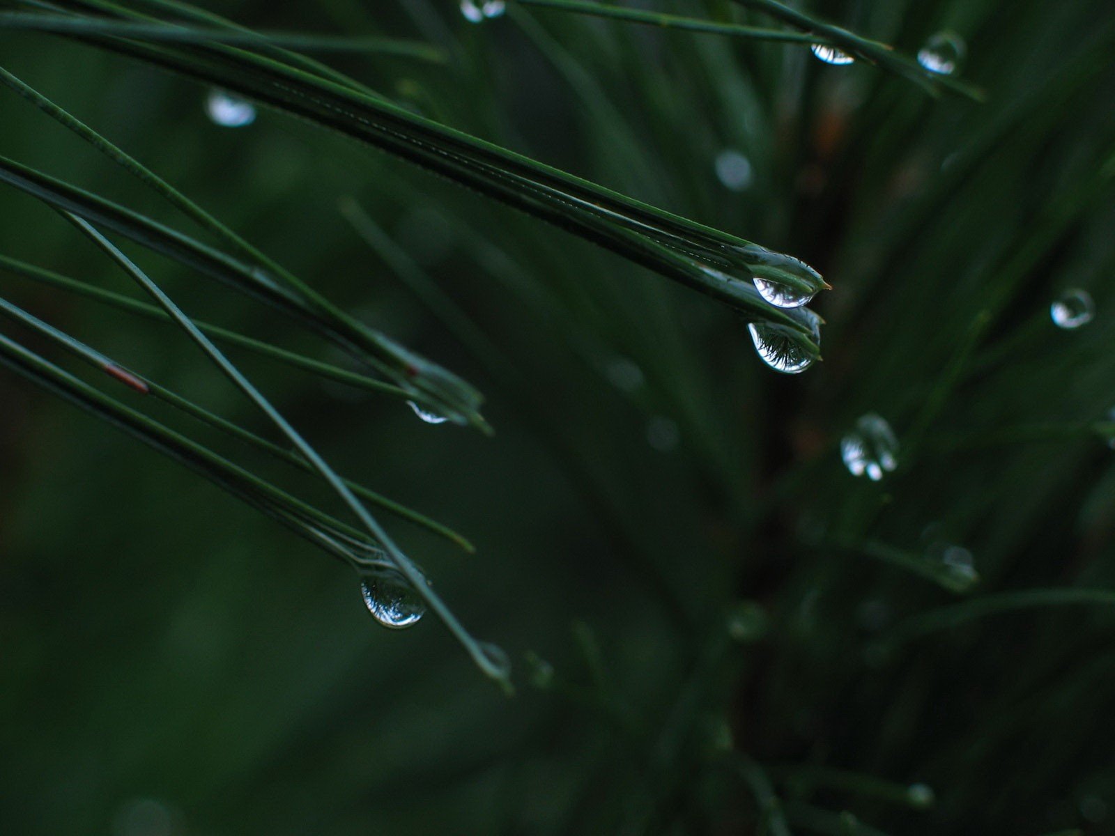 gouttes feuilles vert