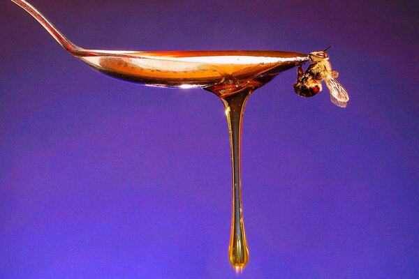 A bee sits on a spoon dripping with honey