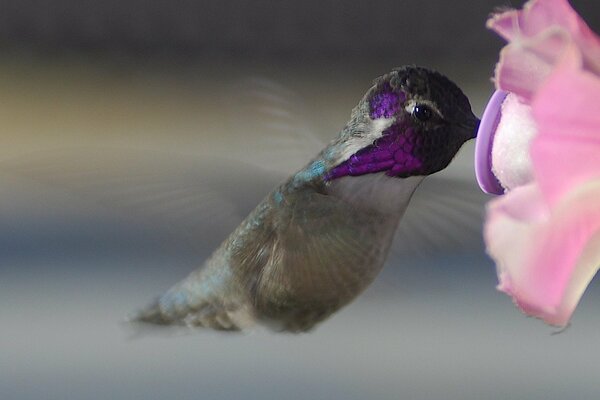 Oiseau Colibri lumineux en vol