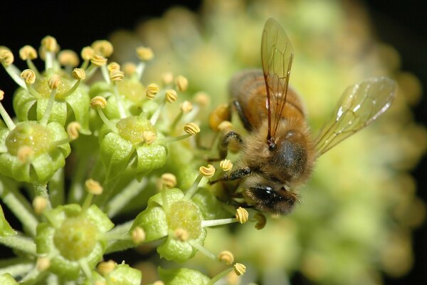 Macro fotografía de vida silvestre : una abeja recoge néctar