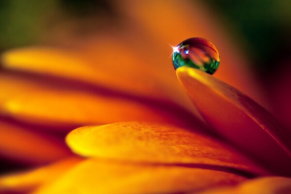 A drop of water on a yellow flower