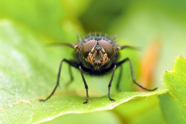 Große Fliege auf einem grünen Blatt