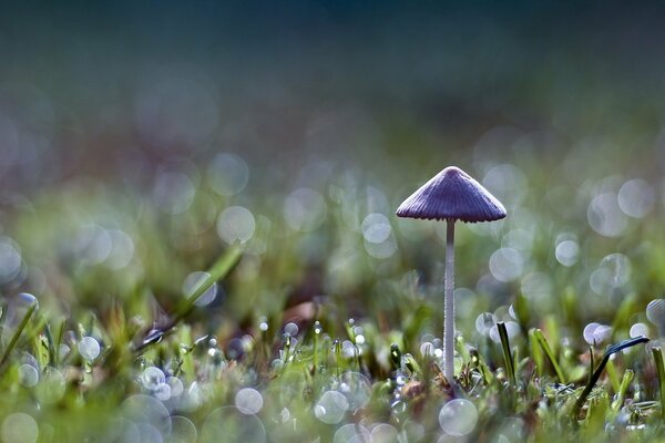 Green grass and mushroom on a blurry background with sequins