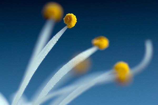 Tiernos estambres de flores grandes