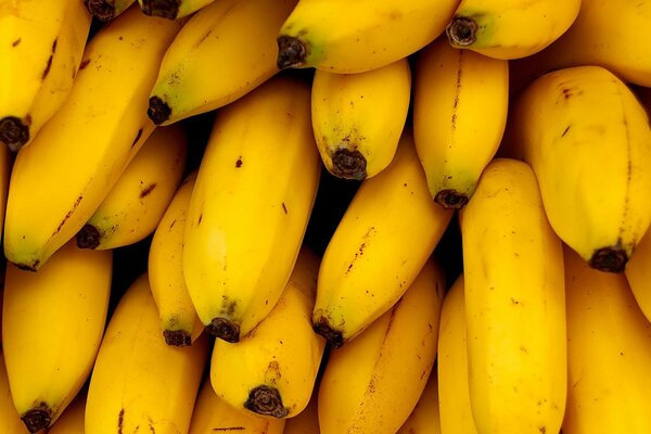 A bunch of yellow ripe bananas