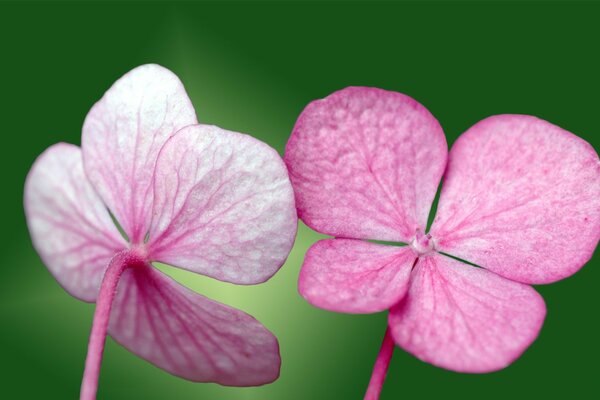 Two pink flowers on a green background