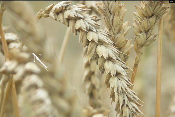 Spighe di grano Mature nel campo