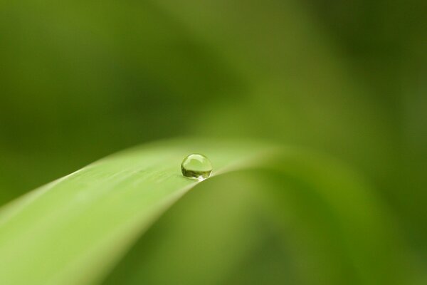 A drop of dew on a leaf. Water