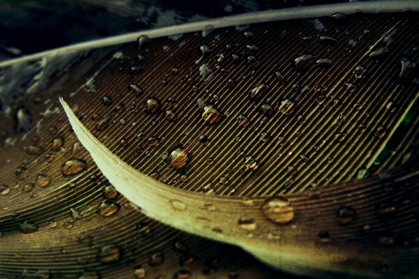 Macro photography of pure drops on the pen