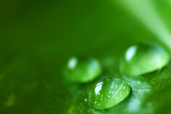 Tre gocce d acqua su foglie verdi su sfondo sfocato