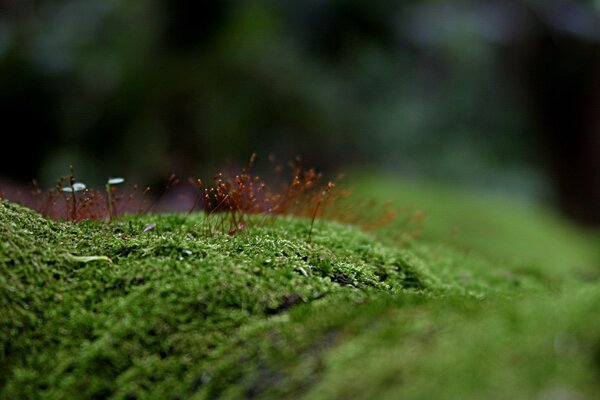 Musgo en el árbol. La belleza de la naturaleza