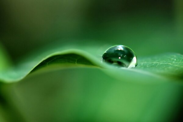 Macro photography of drops on a green sheet