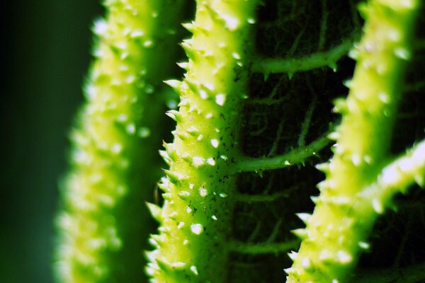 Pequeñas espinas del tallo de la planta verde