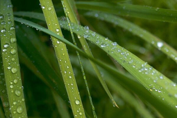 Grüne Blätter mit Wassertropfen