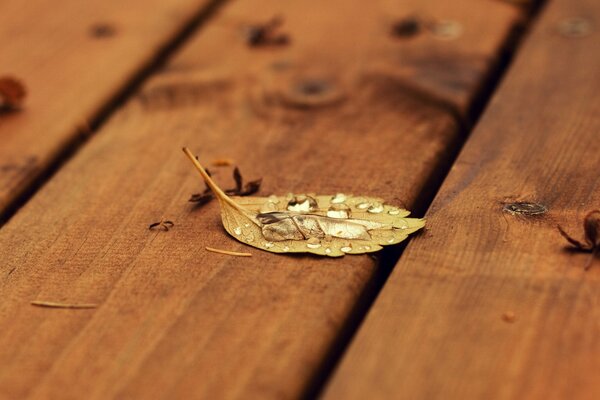 Hoja en el piso de madera con gotas de lluvia