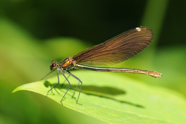 A dragonfly in an enlarged form sits on a green leaf