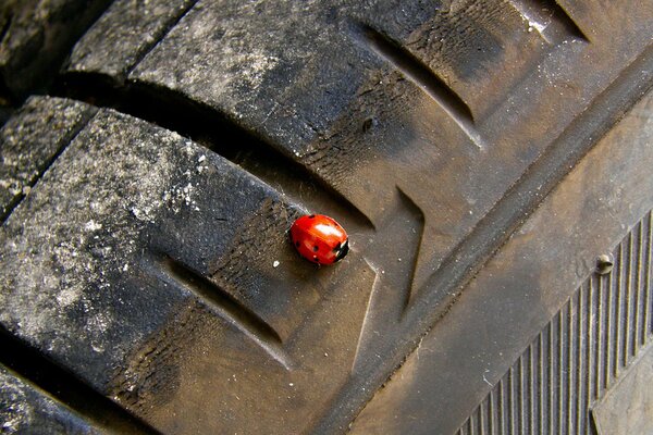 Coccinella su una ruota di automobile