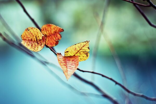 A lonely autumn leaf on a branch