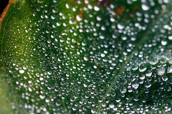 Gotas de rocío en una hoja verde grande