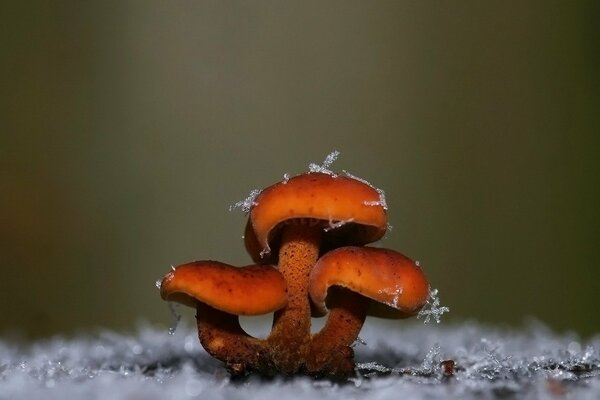 I funghi sul fiocco di neve sono rimasti da soli non l hanno visto e l hanno lasciato