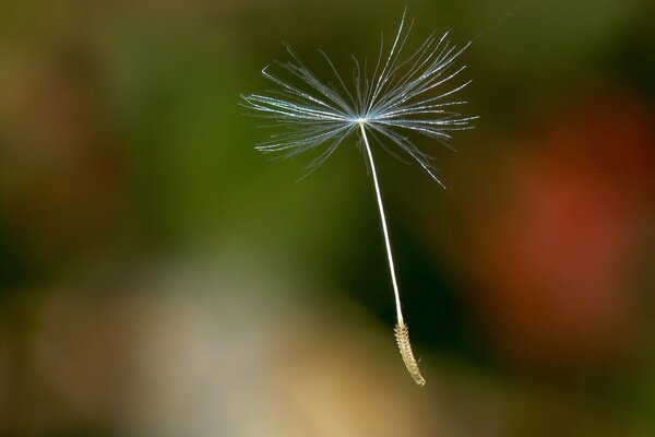 Dandelion seed in flight