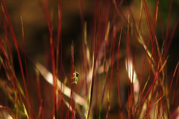 Bug Monte sur l herbe rouge