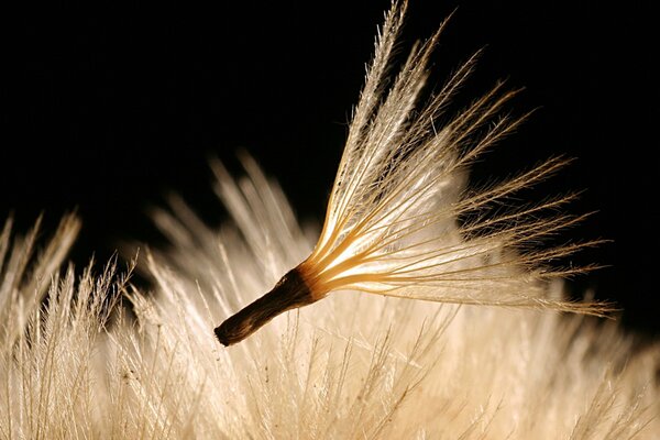 Dandelion seeds fly and glow