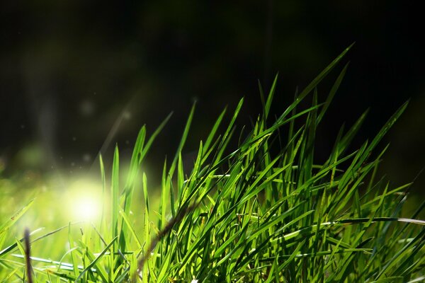 Short green grass with backlight