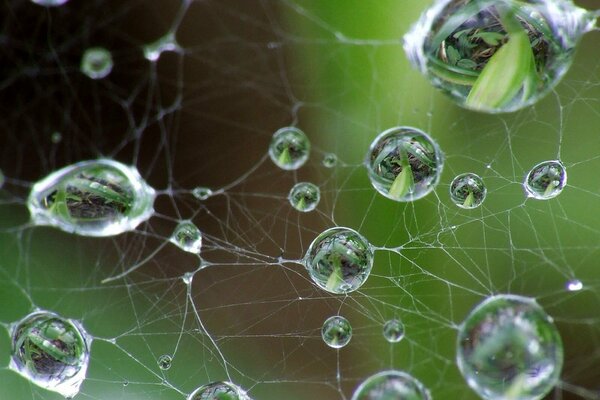 They put dew on the web. Reflection of details in a drop